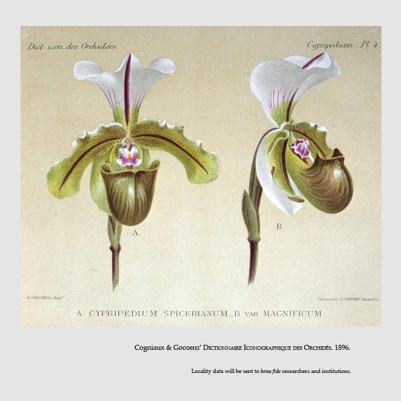 Paphiopedilum spicerianum